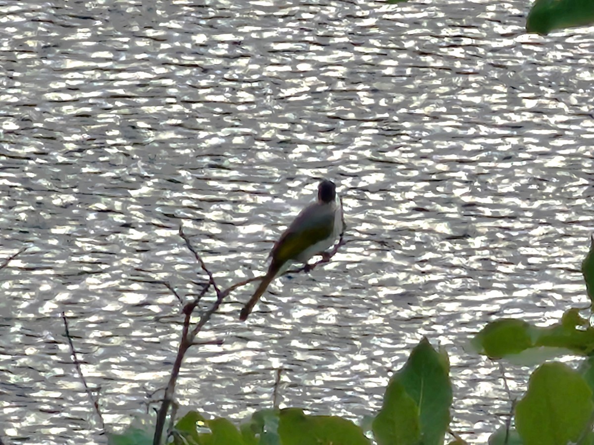 taiwanbylbyl - ML646897062