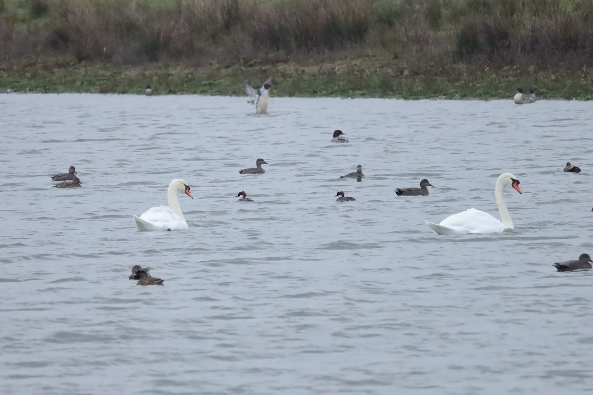 lappfiskand - ML646897064