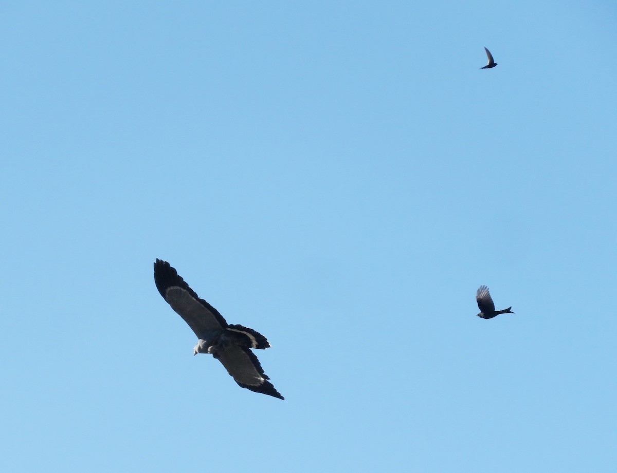 klatrehauk - ML646897065