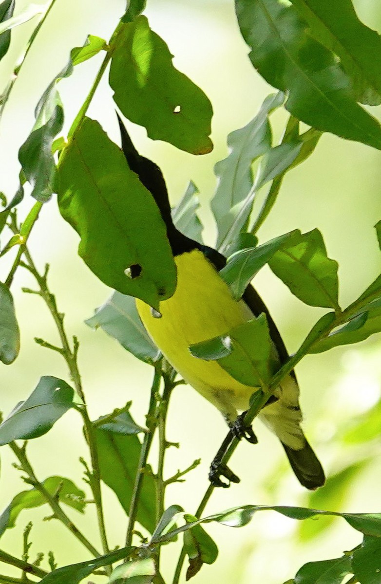 purpurgumpsolfugl - ML646897066