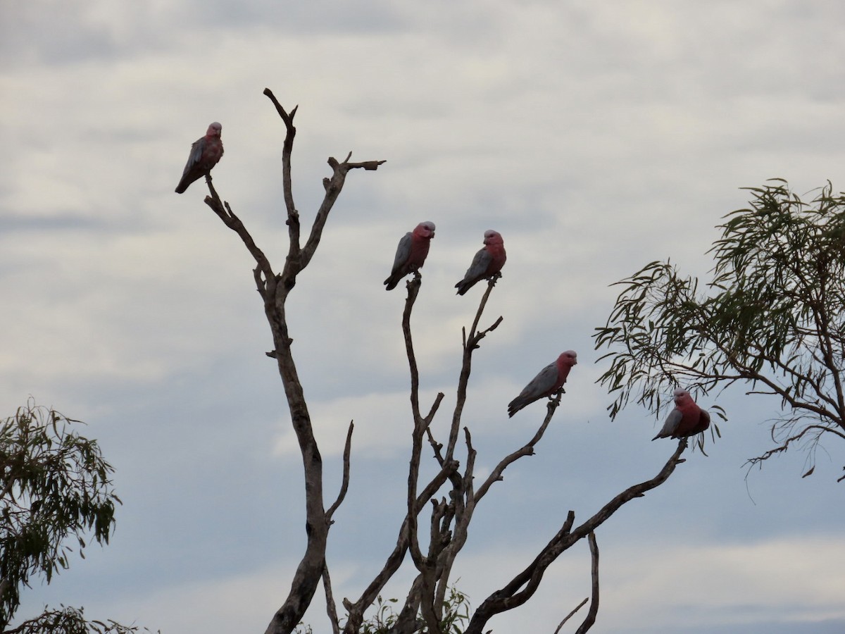 rosenkakadu - ML646897068