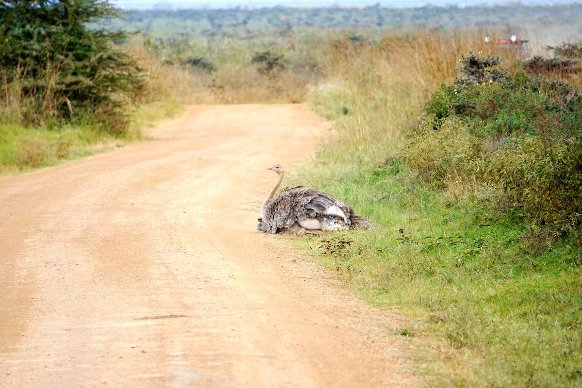 slettestruts - ML646897069