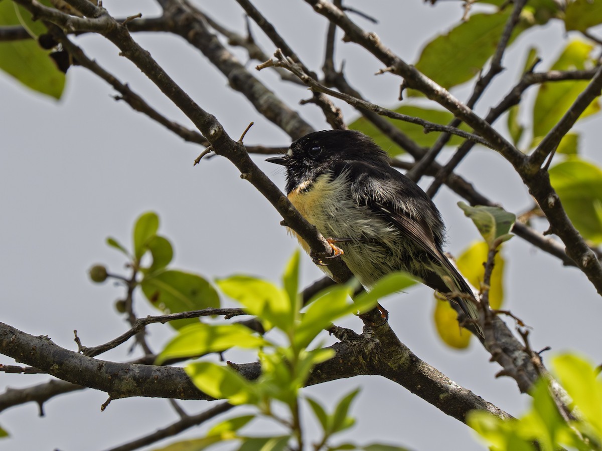 maoriflueskvett - ML646897070