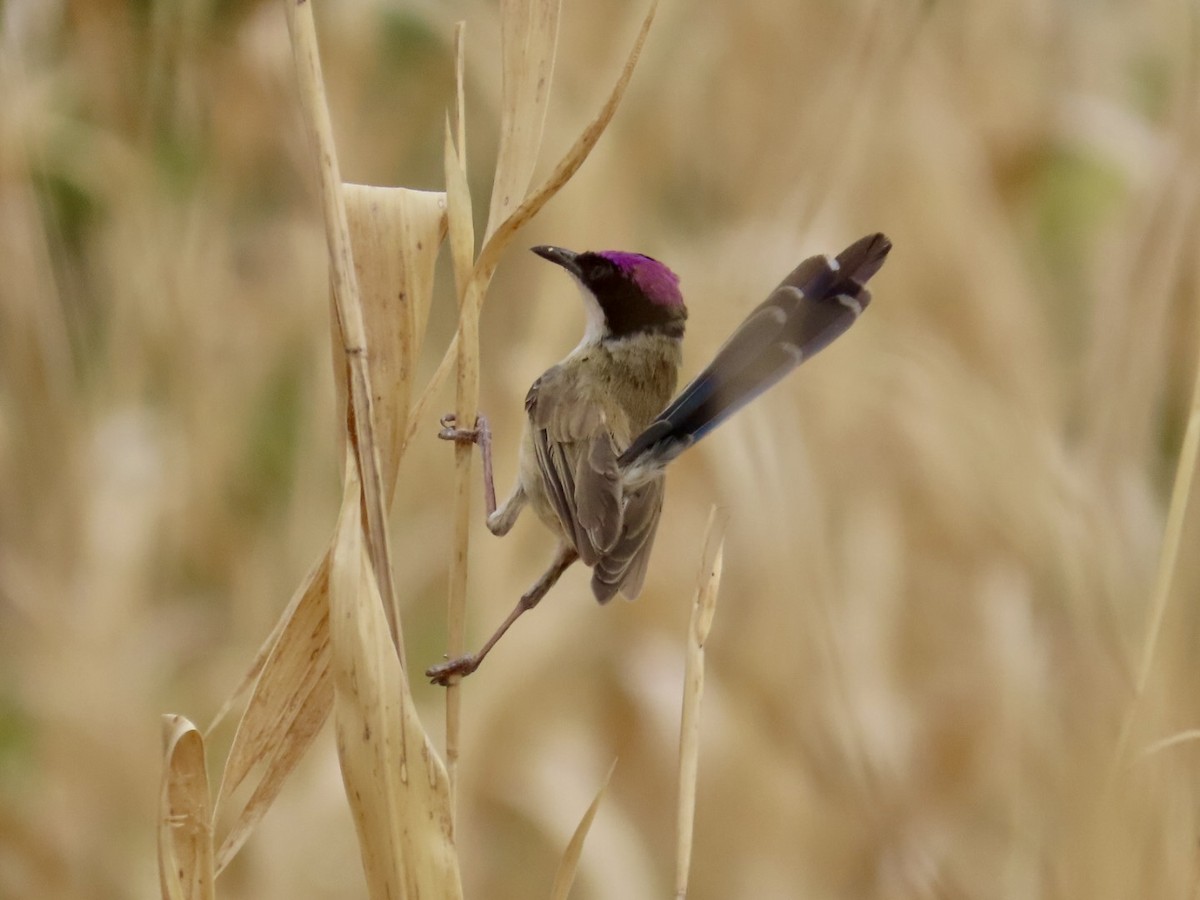 Purple-crowned Fairywren - ML646897075