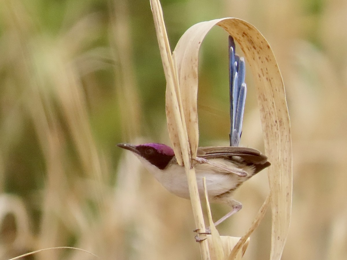 Purple-crowned Fairywren - ML646897076