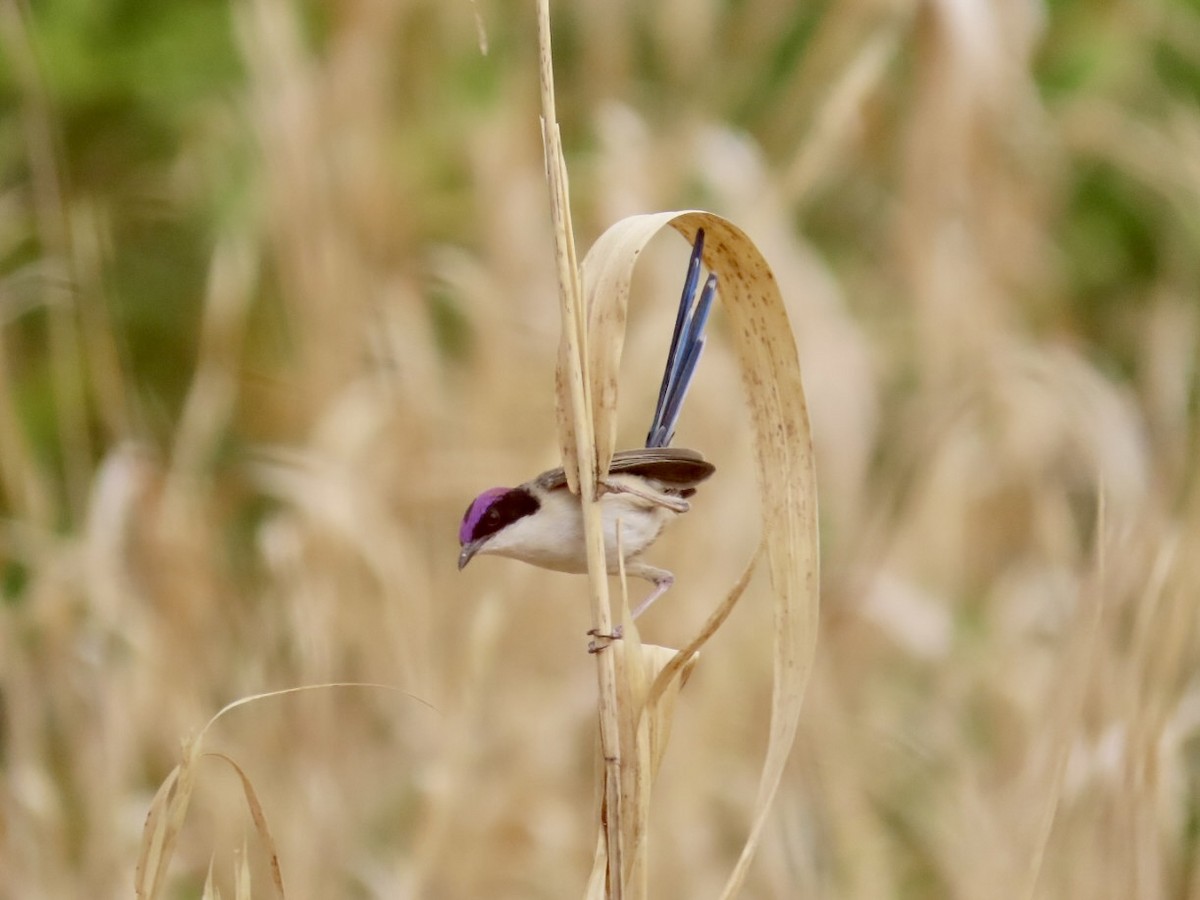 Purple-crowned Fairywren - ML646897077