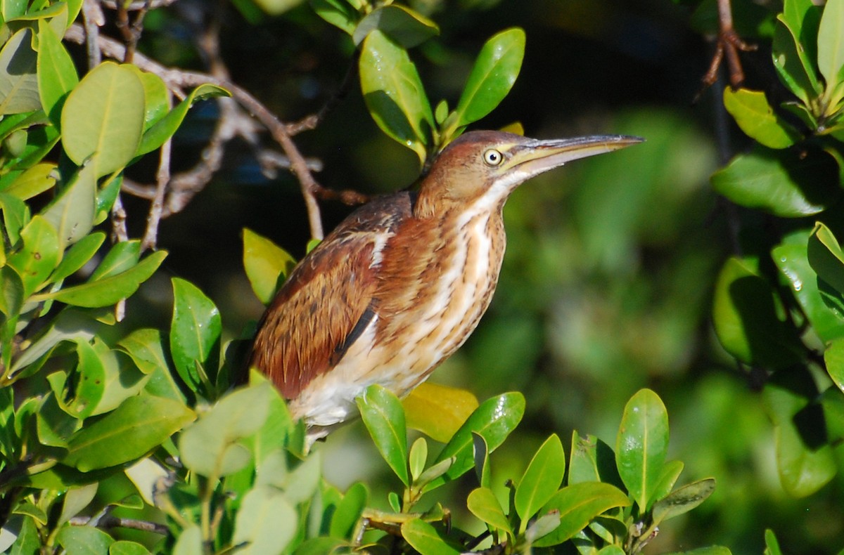Petit Blongios - ML646897078