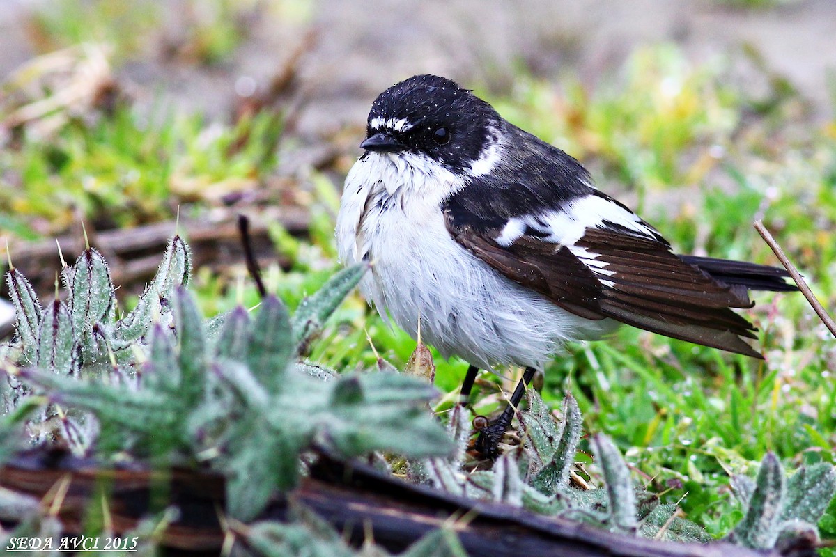 Semicollared Flycatcher - ML646897084