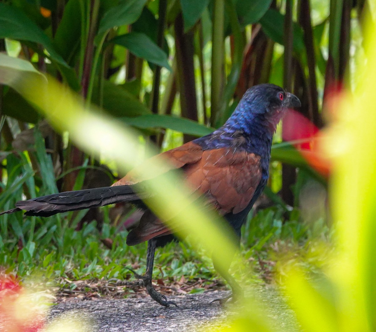 Greater Coucal - ML646897085
