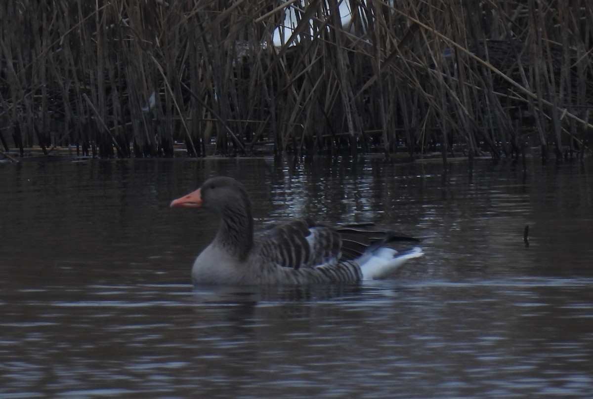 Graylag Goose - ML646897087