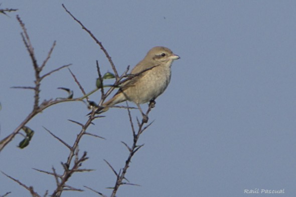 Antzandobi isabeldarra - ML646897088