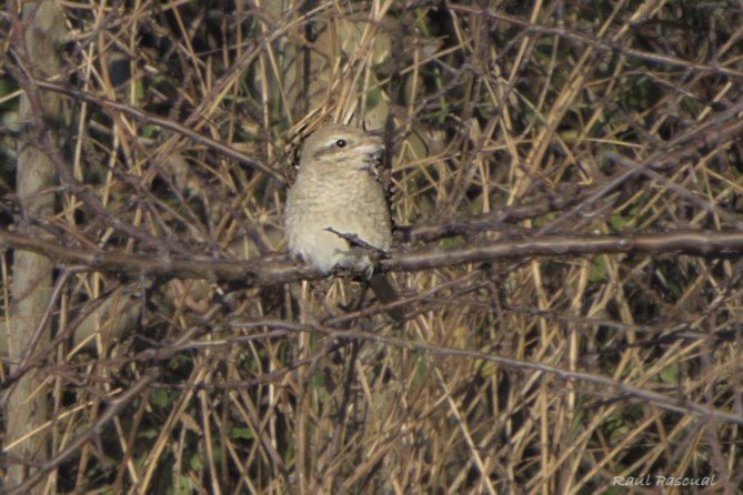 Antzandobi isabeldarra - ML646897089