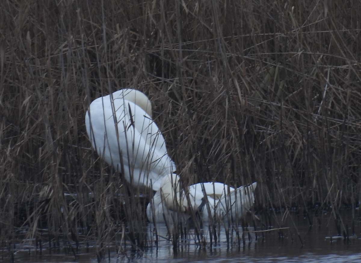 Mute Swan - ML646897091