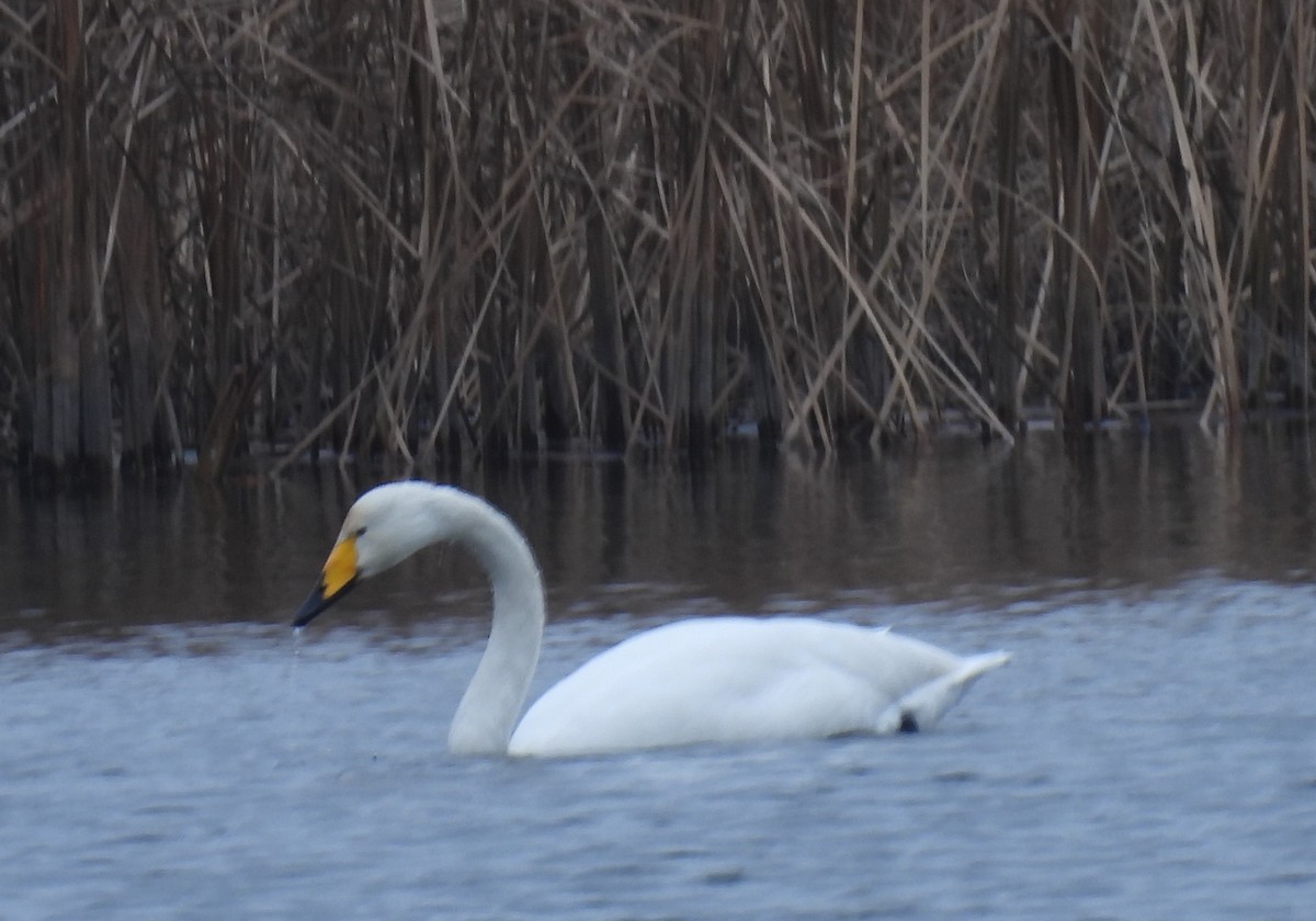 Whooper Swan - ML646897100