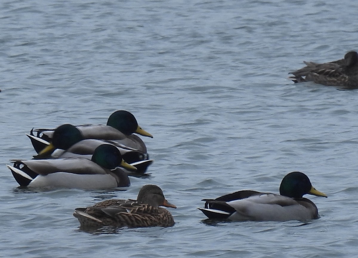 Mallard - ML646897102