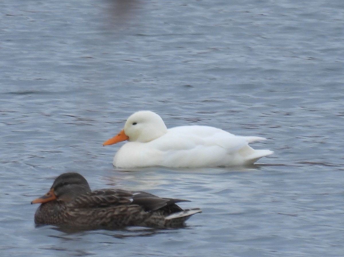 Mallard (Domestic type) - ML646897105