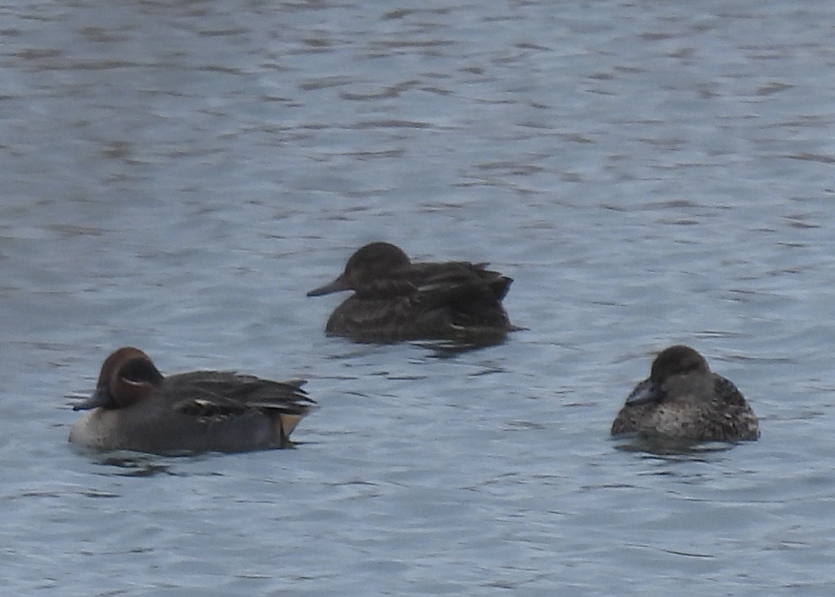 Green-winged Teal - ML646897108