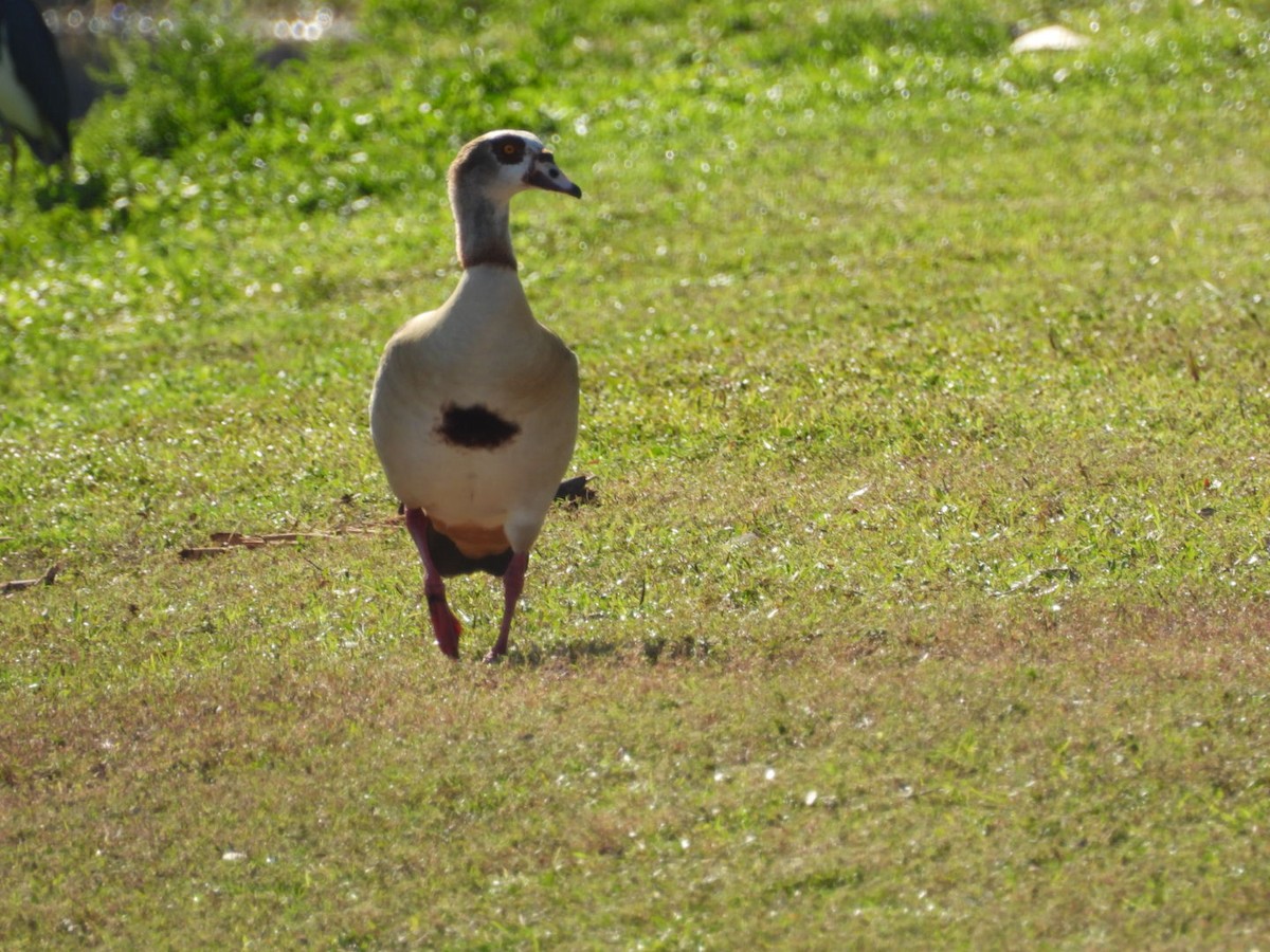 Каргарка нільська - ML646897114