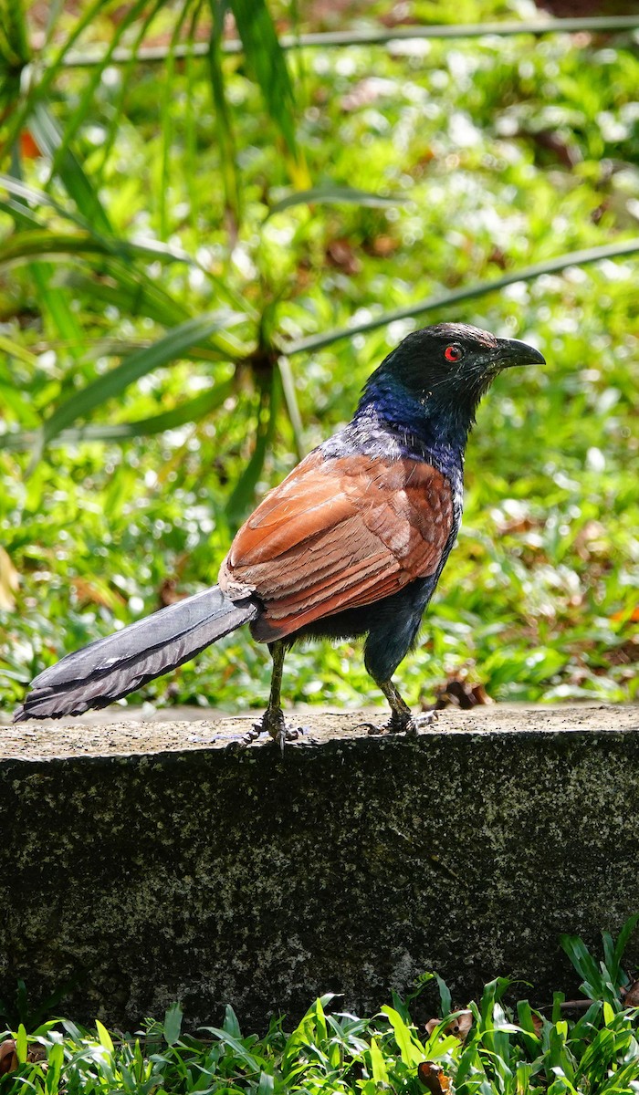 Greater Coucal - ML646897115