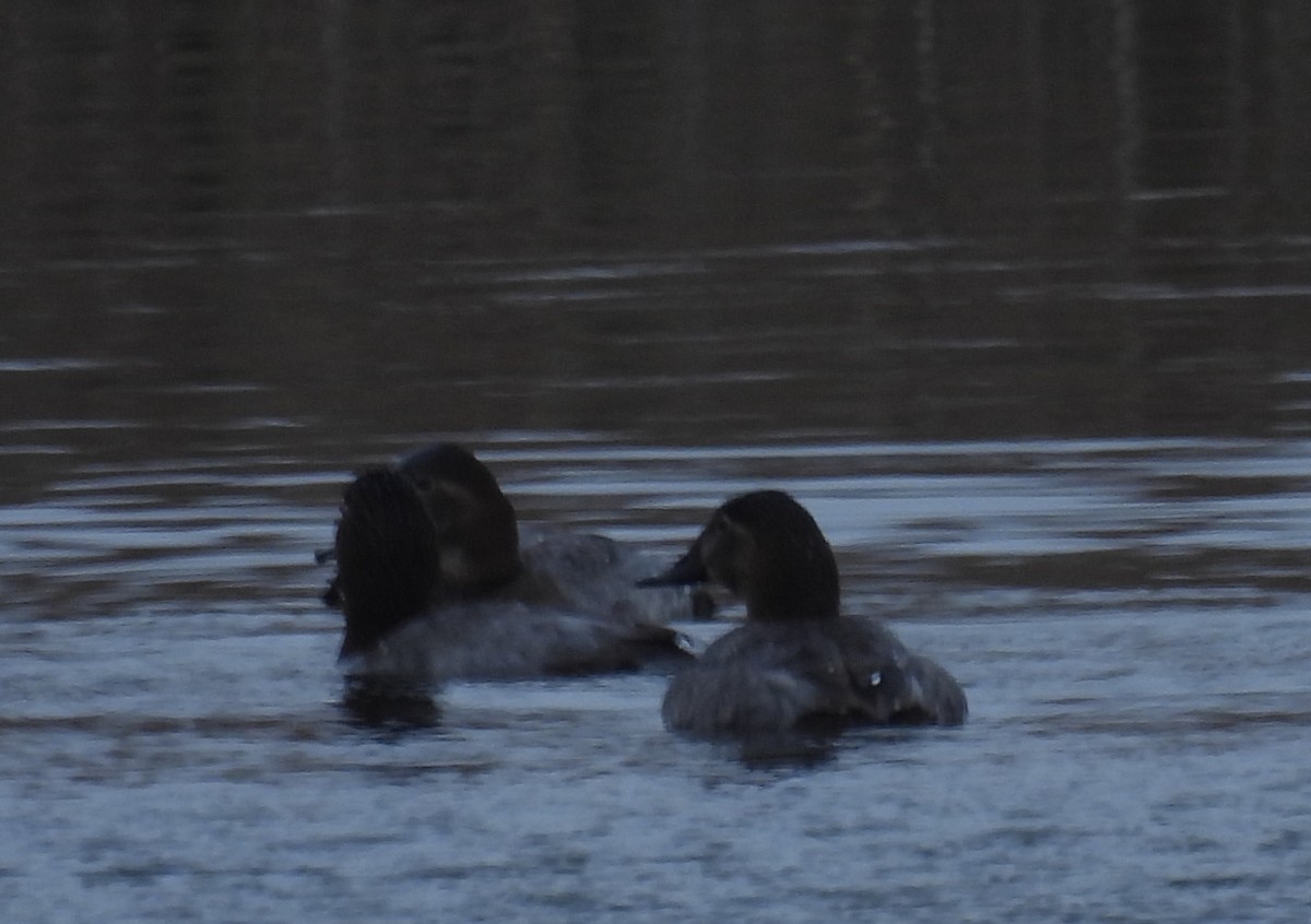Common Pochard - ML646897116