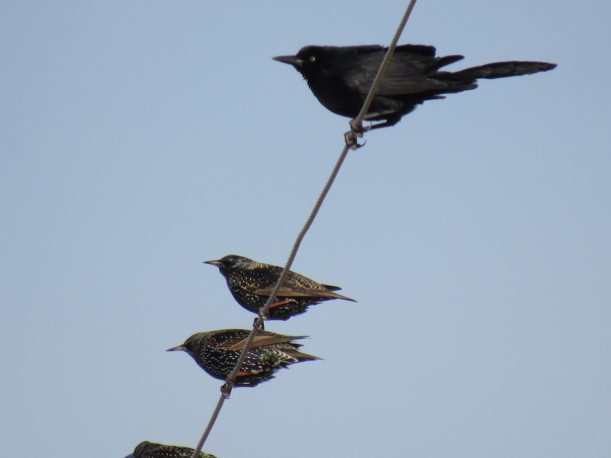 Пурпурный гракл - ML646897118