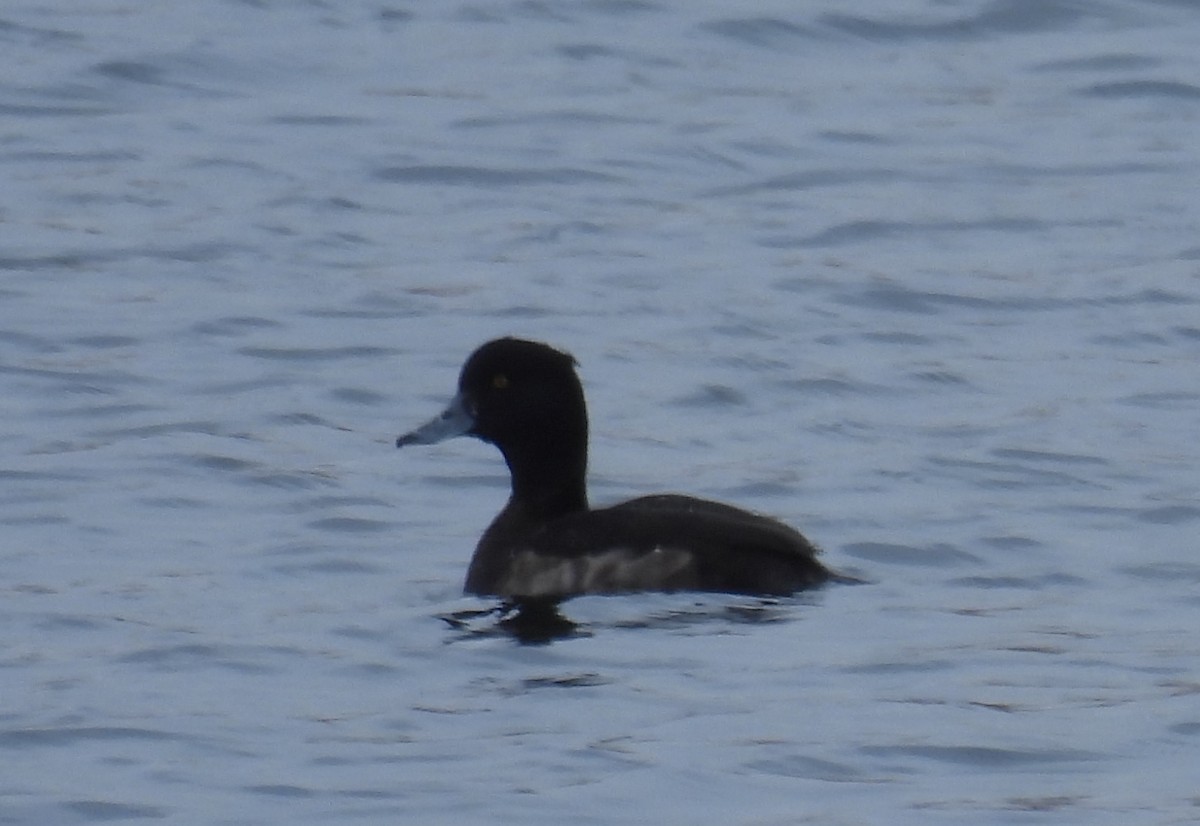 Tufted Duck - ML646897120