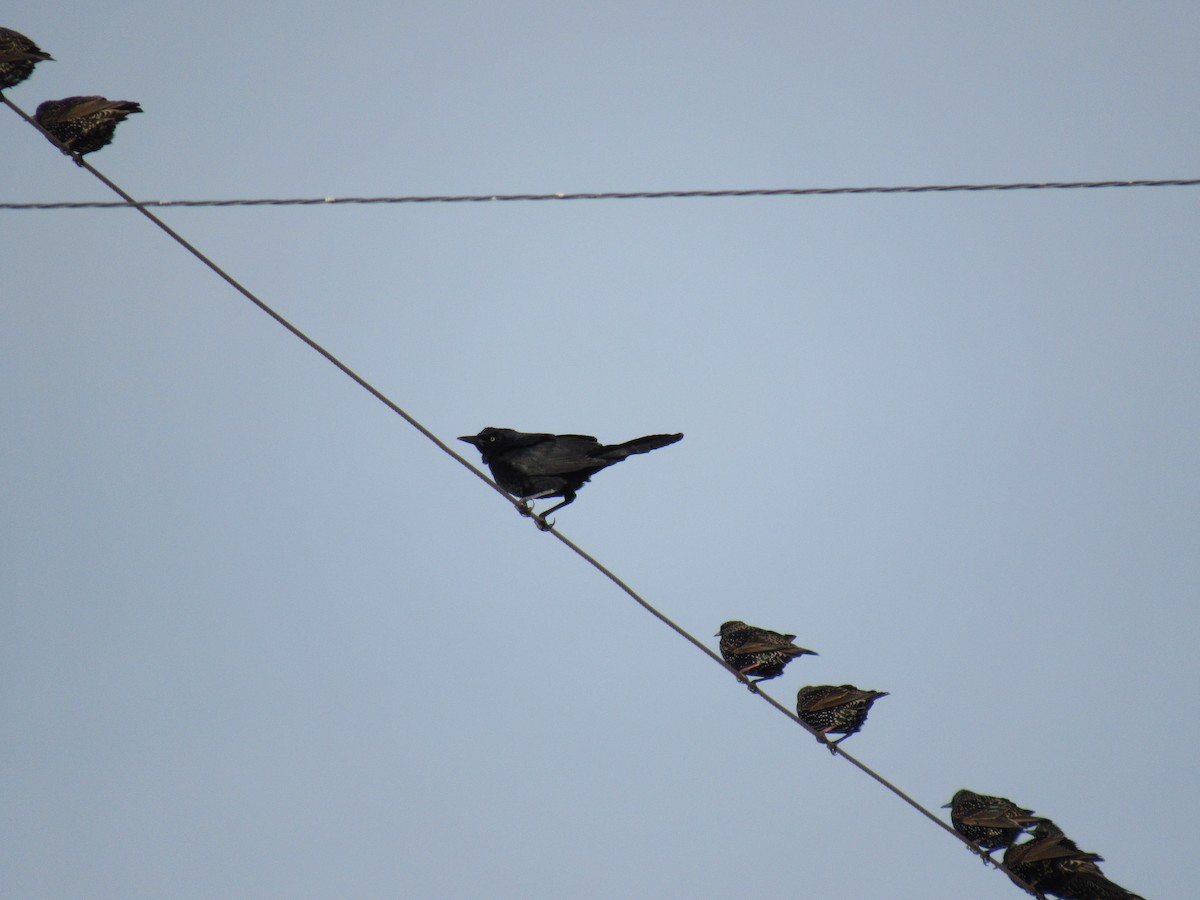 Пурпурный гракл - ML646897121