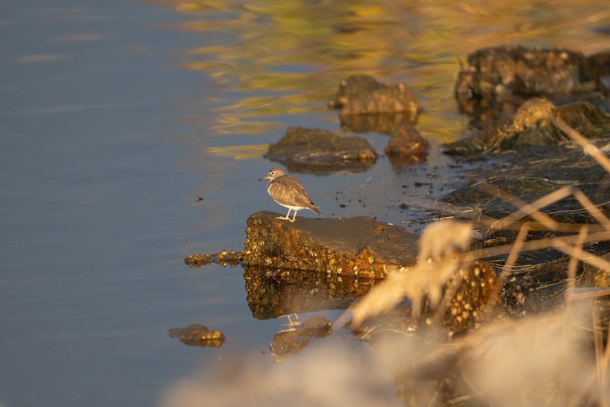 Common Sandpiper - ML646897122