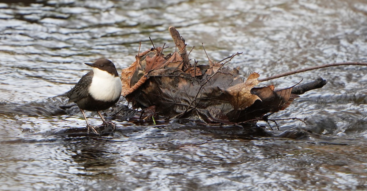 White-throated Dipper - ML646897123