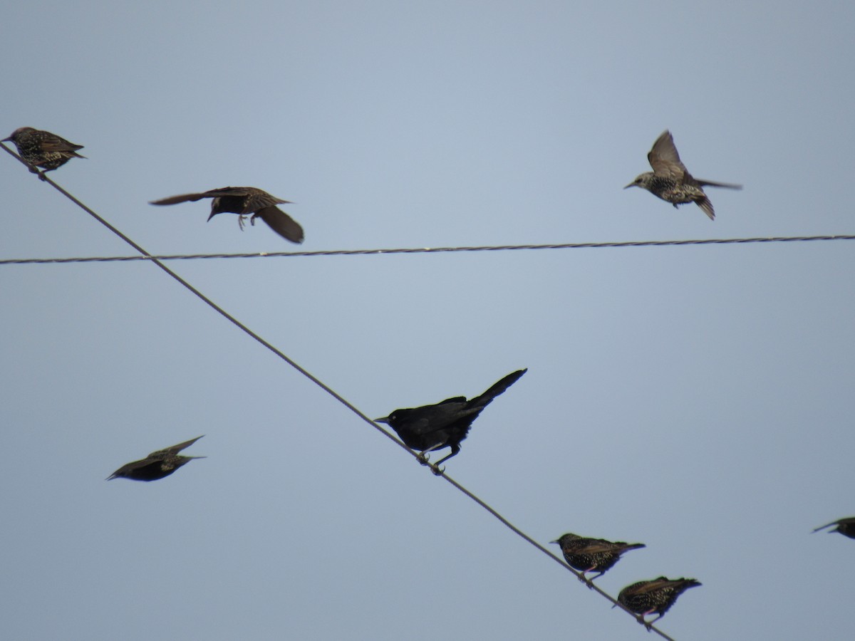 Пурпурный гракл - ML646897124