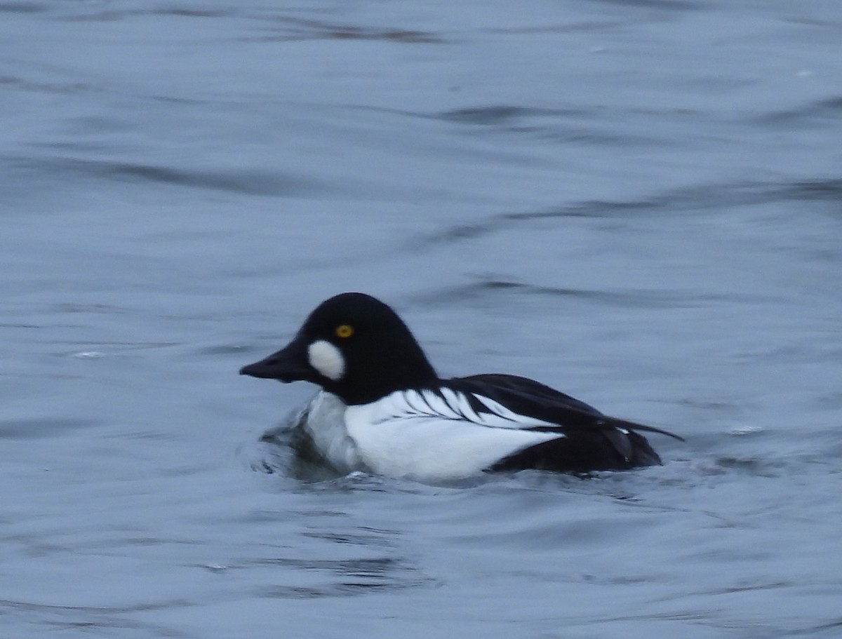 Common Goldeneye - ML646897129