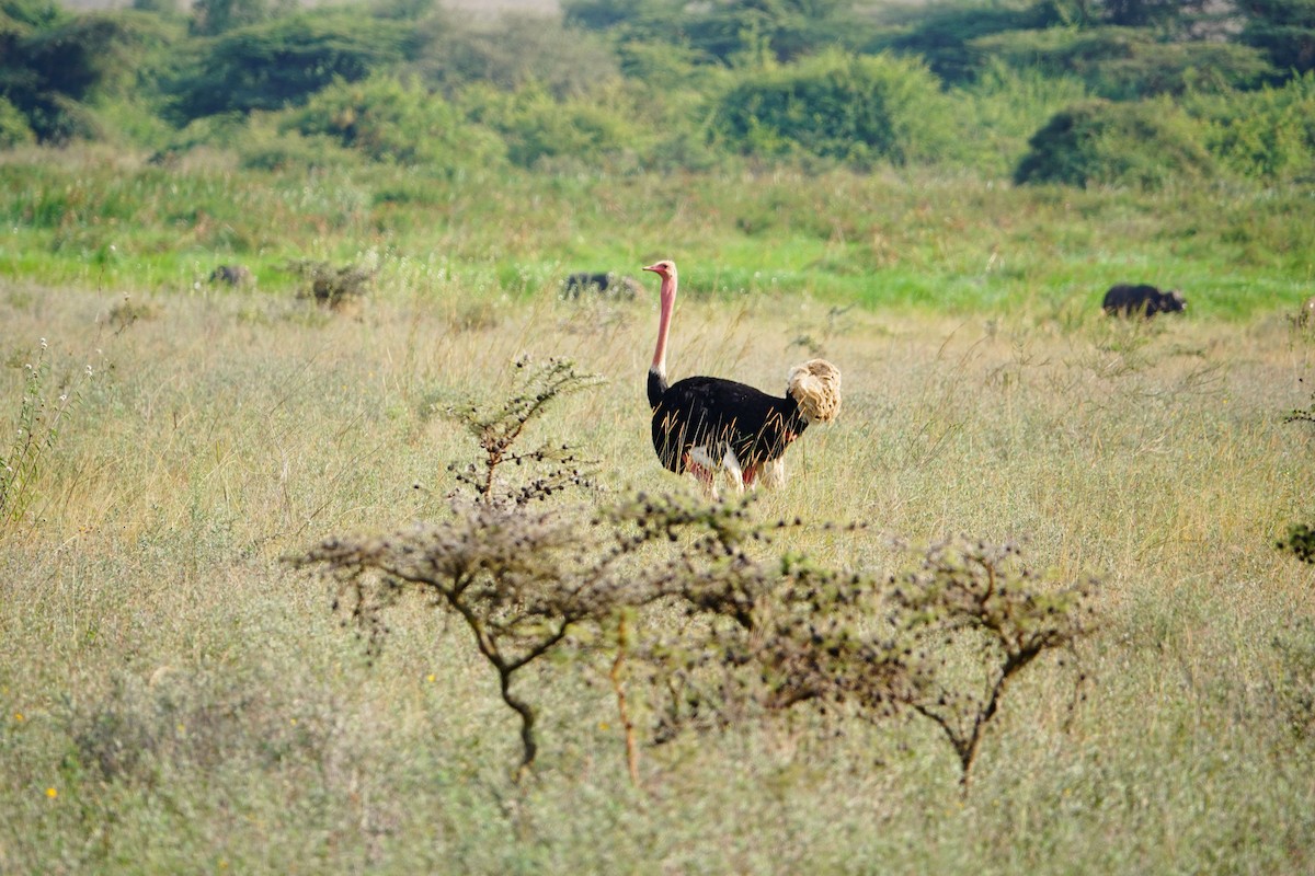 Common Ostrich - ML646897133