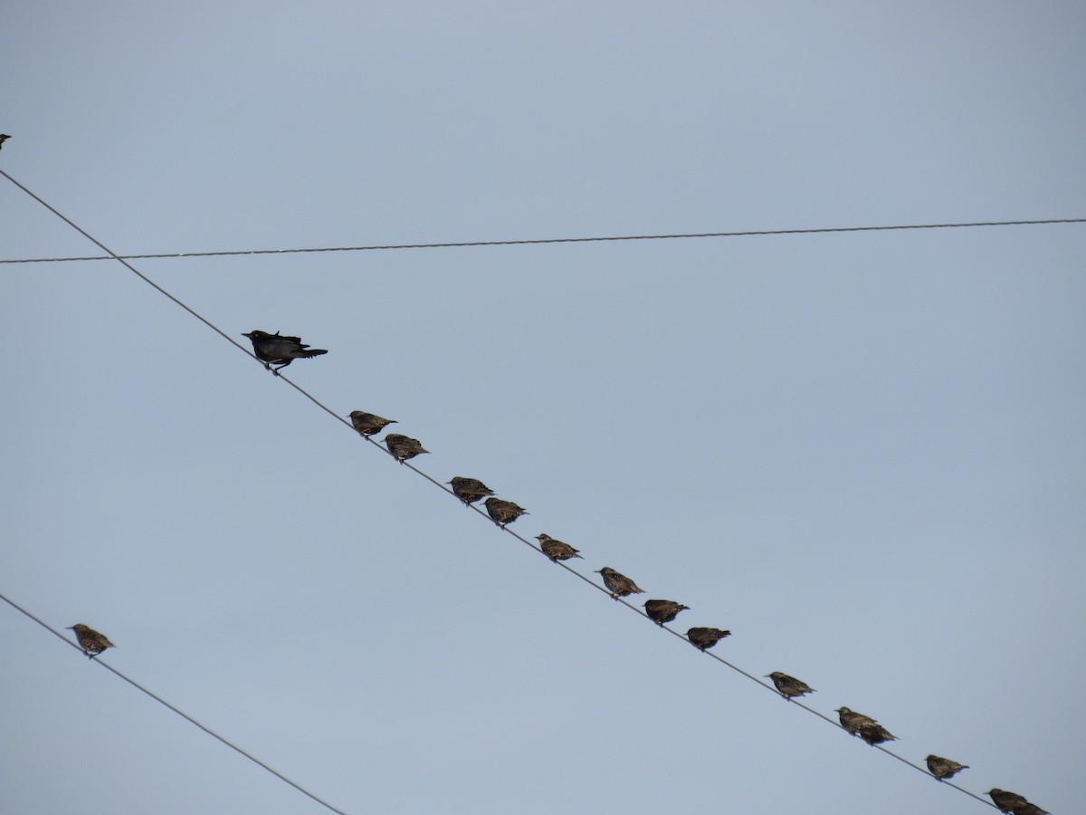 European Starling - ML646897134