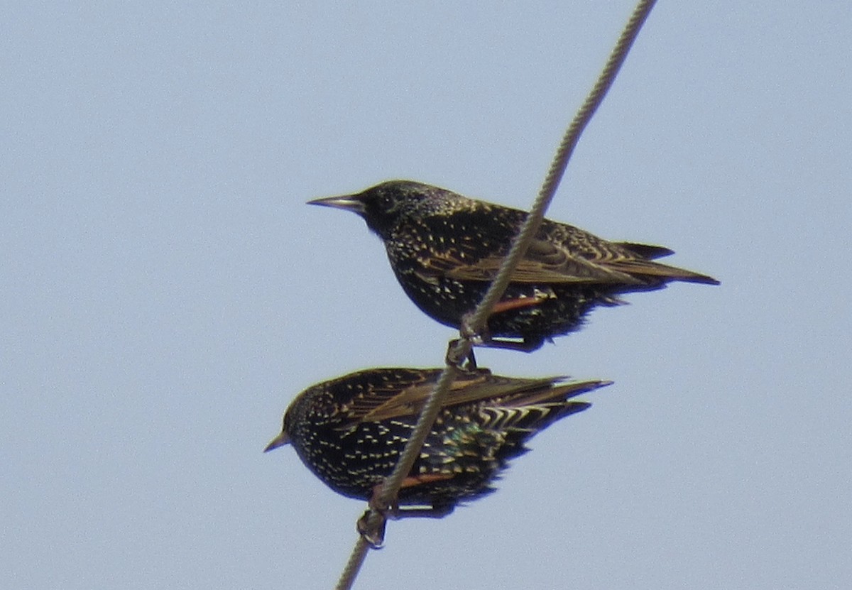 European Starling - ML646897135