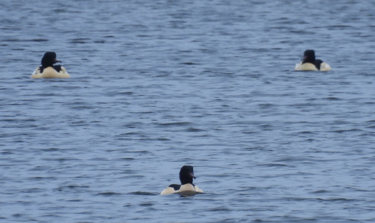 Common Merganser - ML646897137