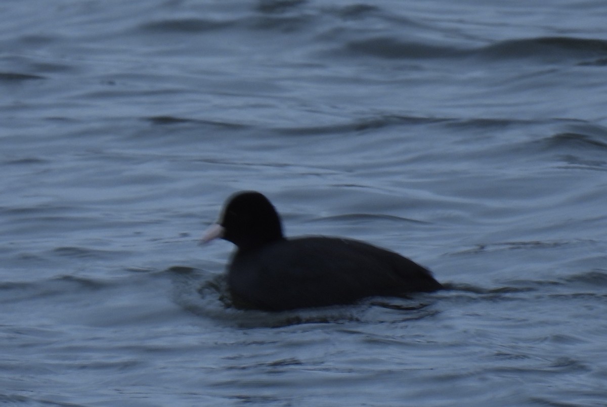 オオバン - ML646897150