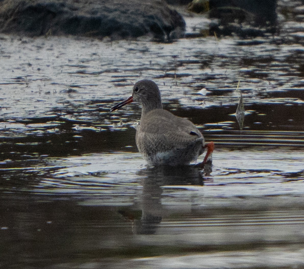Common Redshank - ML646897152