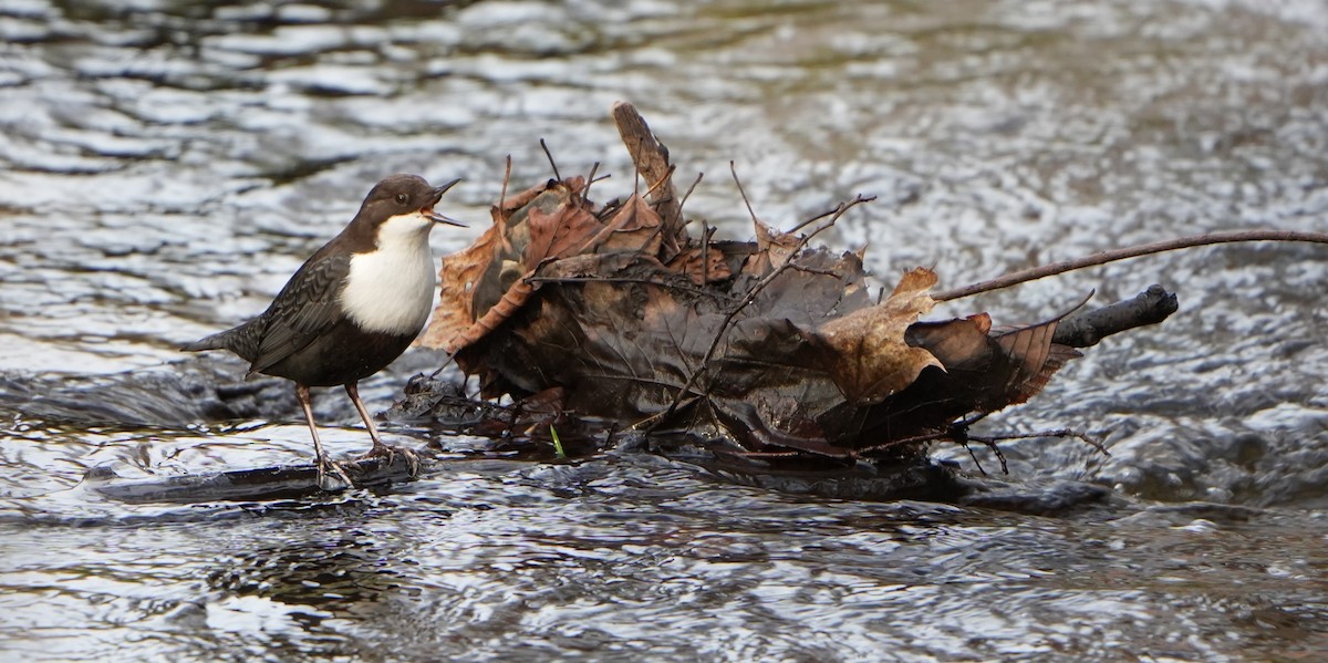 White-throated Dipper - ML646897153