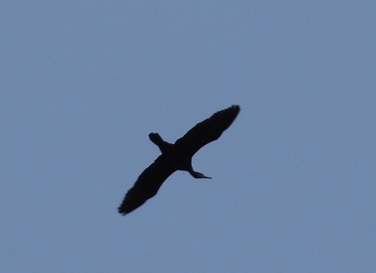 Great Cormorant - ML646897154