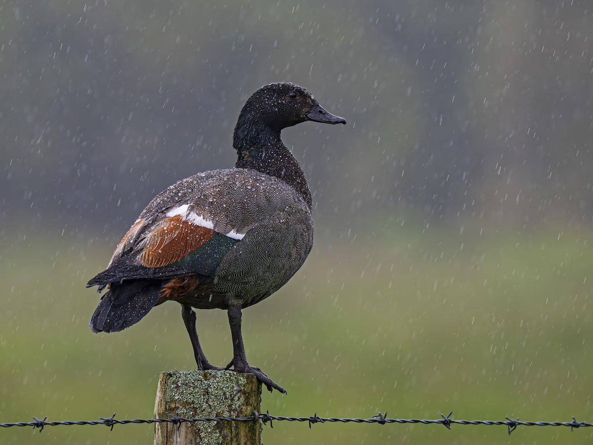 Paradiesgans - ML646897170