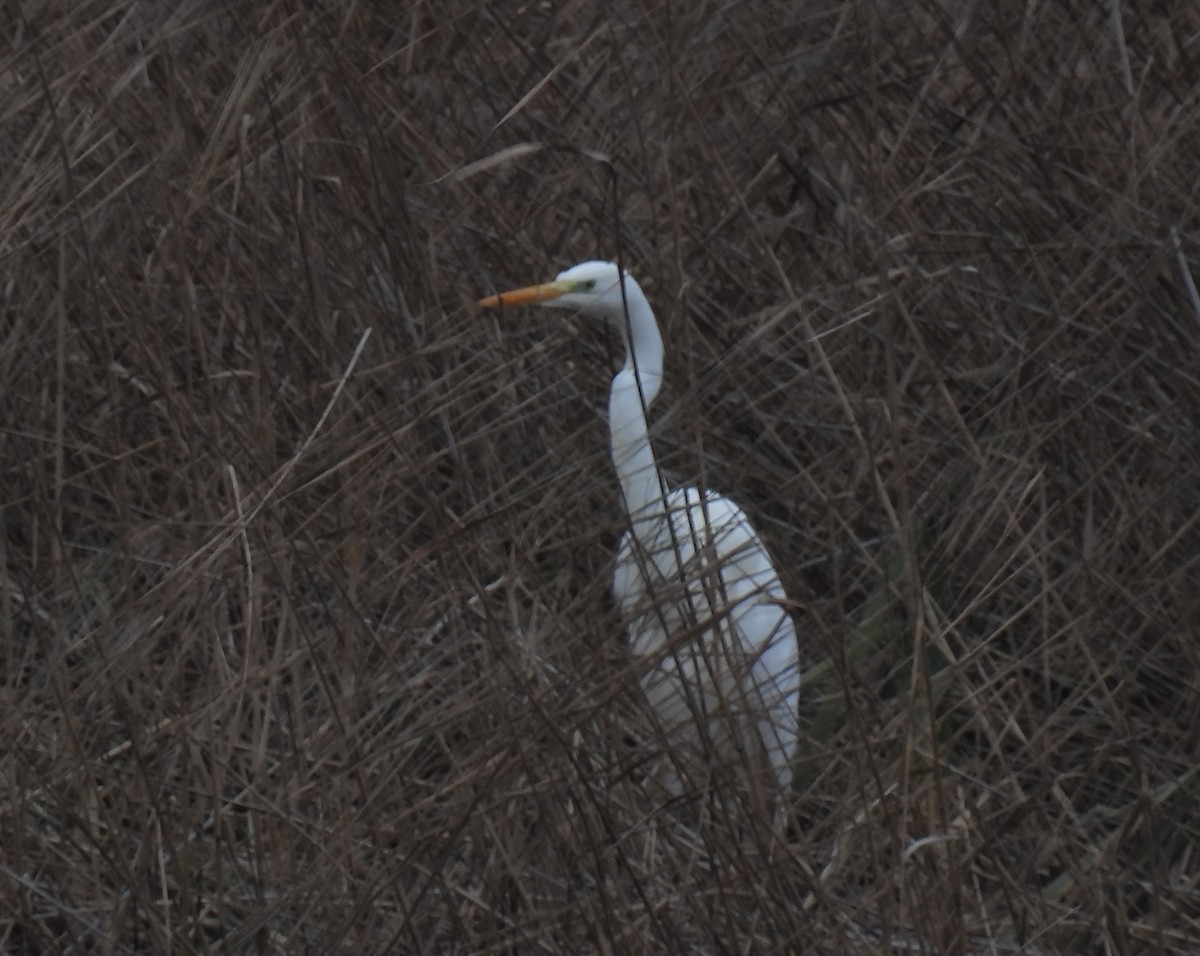 Great Egret - ML646897171