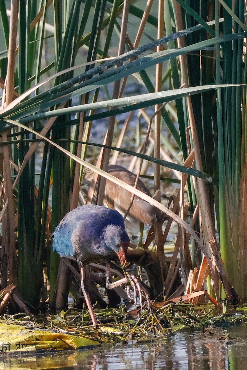 Gray-headed Swamphen - ML646897177