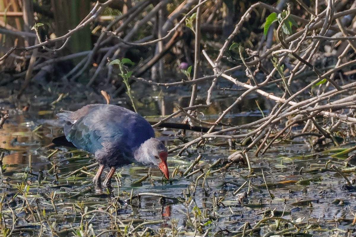 Gray-headed Swamphen - ML646897178