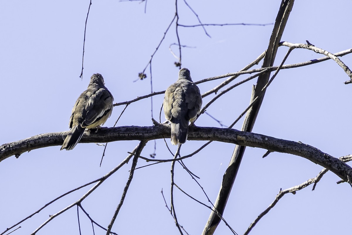 Picui Ground Dove - ML646897179