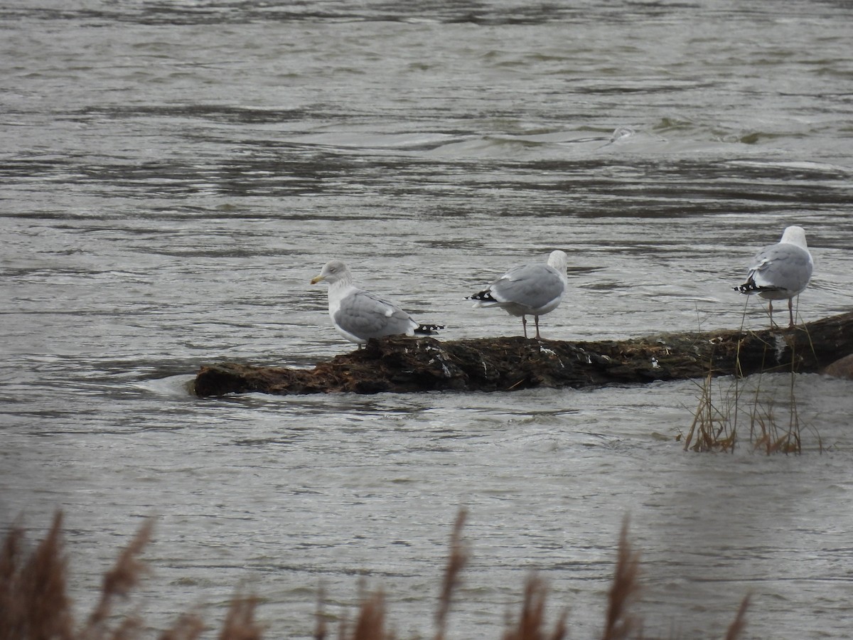 European Herring Gull - ML646897184