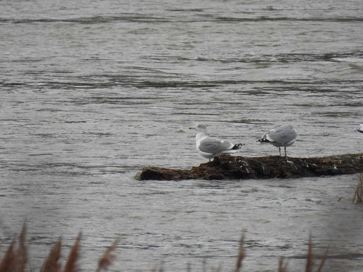 European Herring Gull - ML646897185