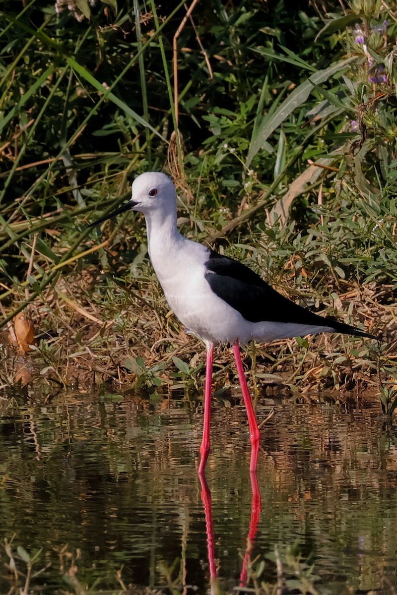 高蹺鴴 - ML646897187