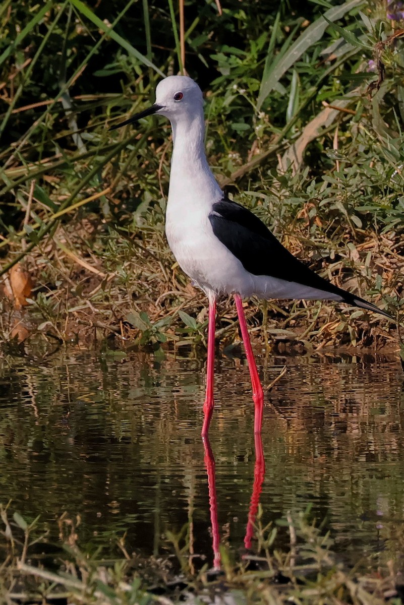 高蹺鴴 - ML646897188