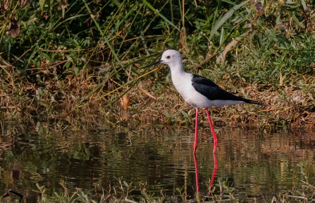 高蹺鴴 - ML646897189