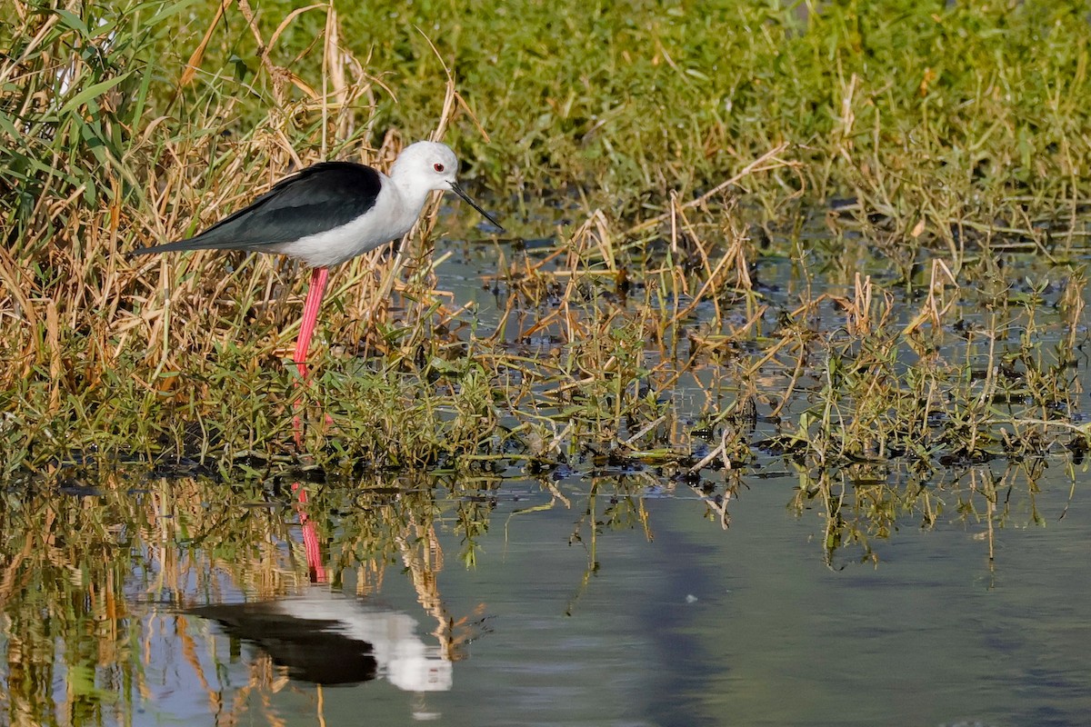 高蹺鴴 - ML646897190